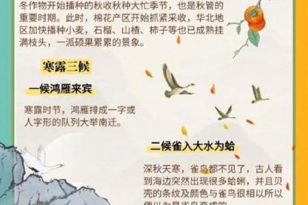 寒露是2023的几月几日 寒露节气2023年几号
