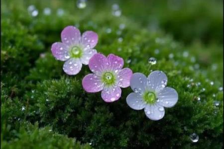 立春发朋友圈的说说简单 立春祝福语配图一句话