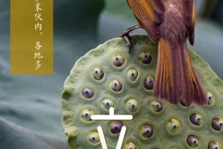 2024年立秋时间几点几分 立秋节气几点开始2024