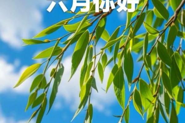 六月领证的好日子