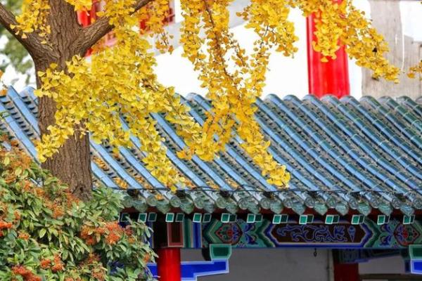 11月理发最吉利的三个日子来了，错过再等一年！