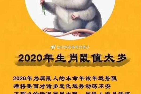 今年鼠年的运势怎么样2025年(今年鼠年的运程)