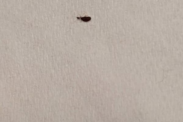 梦见身上掉下来很多虫子