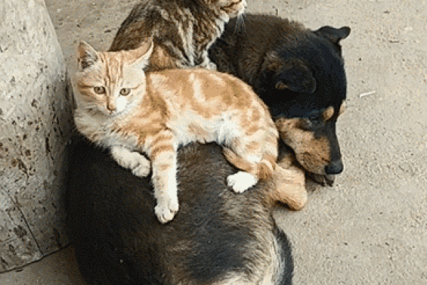 女人梦见猫压身是什么预兆