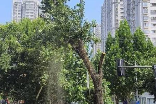 梦见伐树