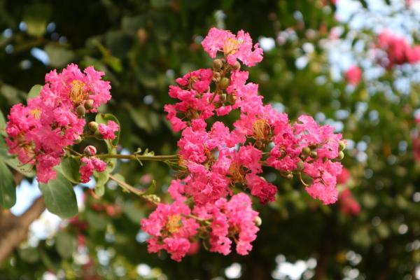 女人梦见花是什么意思