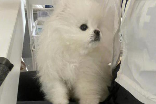 梦见狗咬着衣服甩不掉
