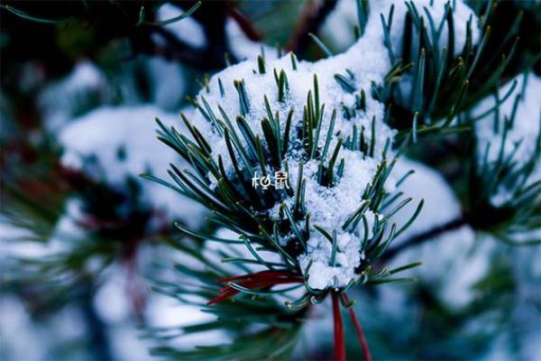 梦见下雪了是什么征兆 女性周公解梦