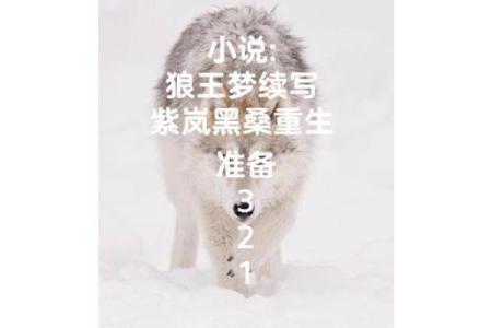 梦到被狼追