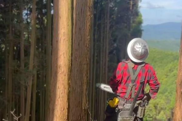 梦见别人砍树