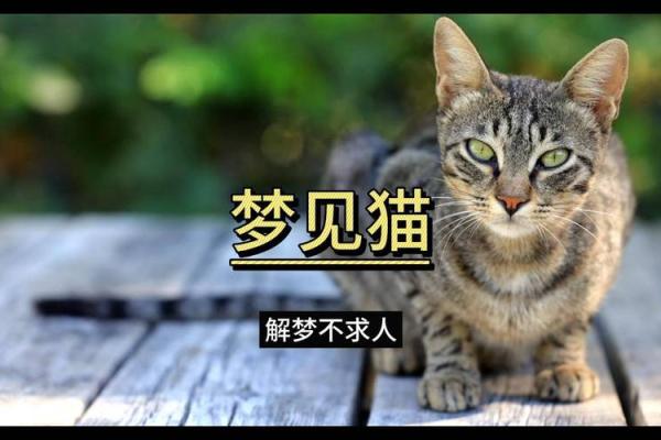 梦见猫爬到自己身上