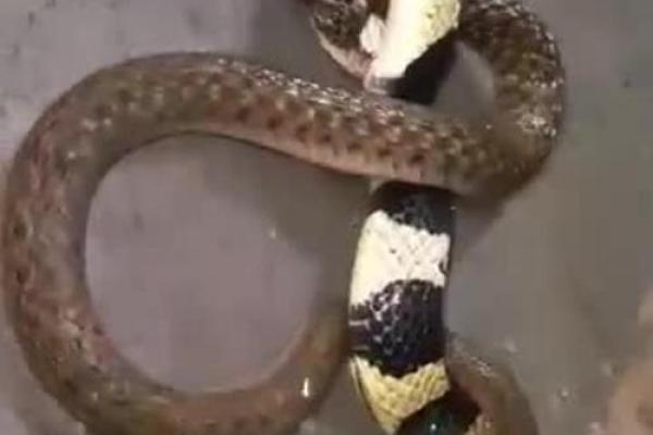 梦见和蛇搏斗并打死蛇