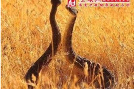 梦见田里好多蛇是什么预兆