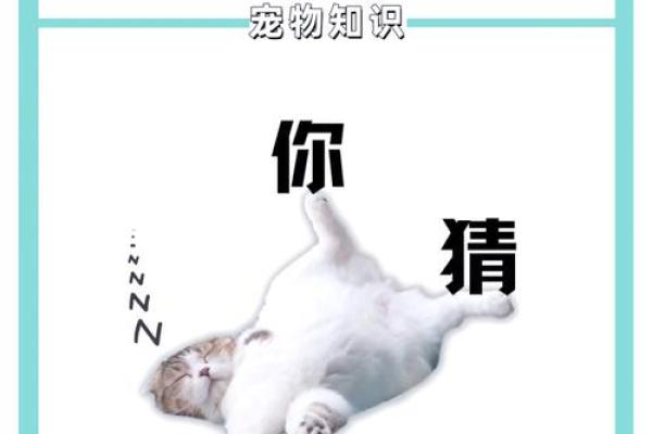 梦见猫在自己身上