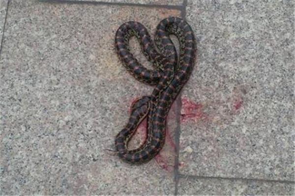 梦见自己把蛇打死是什么兆头