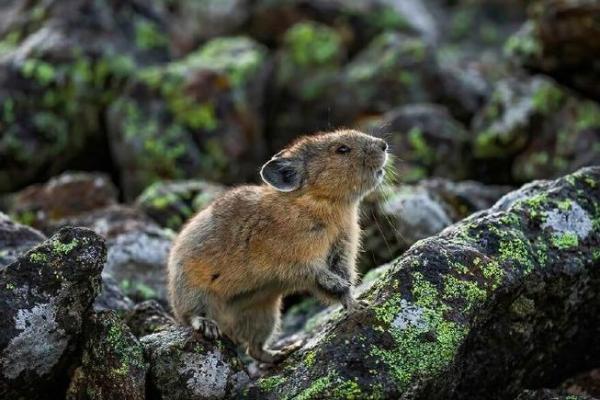 鼠兔婚配的婚姻如何(鼠兔婚配的婚姻如何)