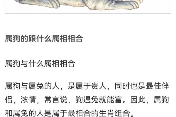 狗和鼠相配婚姻如何(狗和鼠相配婚姻如何)