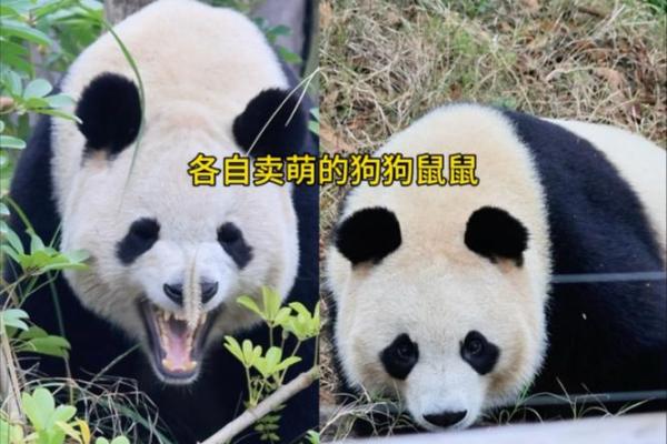 狗和鼠相配婚姻如何(狗和鼠相配婚姻如何)