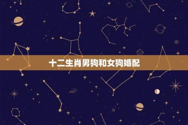 属狗和属狗的婚姻相配吗(属狗的婚配什么生肖最好)