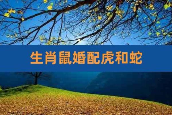 鼠和蛇相配婚姻如何(鼠和蛇相配婚姻如何 性格比较相配)