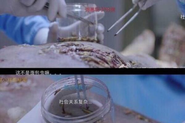 女人梦到衣服上有蛆虫