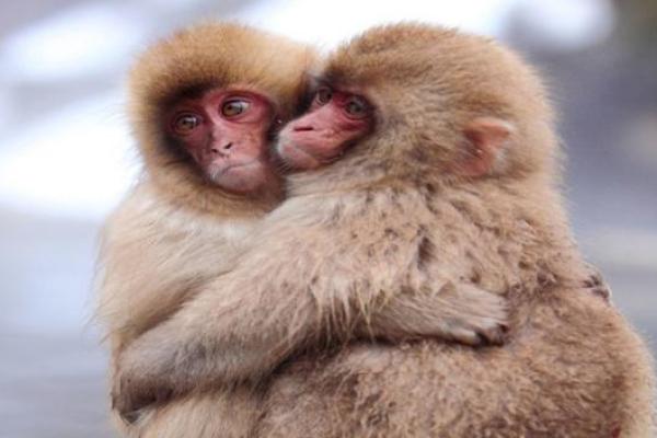 92年猴女和94狗男八字合不合(92年属猴女跟94年属狗男的配吗)