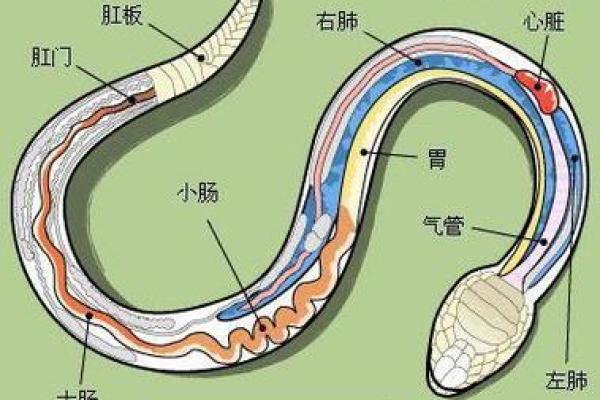 梦见房间里有蛇