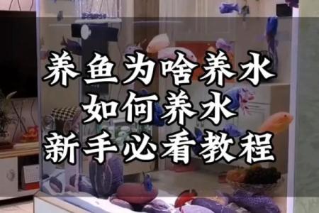 养鱼风水讲究(家中鱼缸养几条鱼最好)