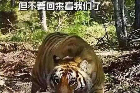 梦见被老虎追赶而躲藏
