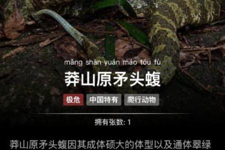 梦见孩子玩蛇,我害怕