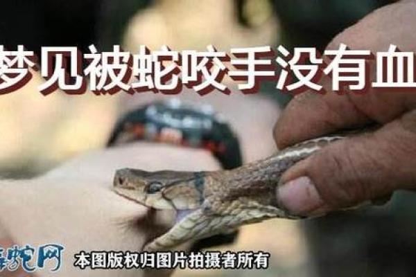 梦见女朋友被蛇咬了是什么征兆