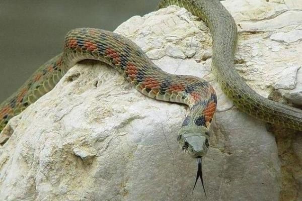 梦见猫抓蛇