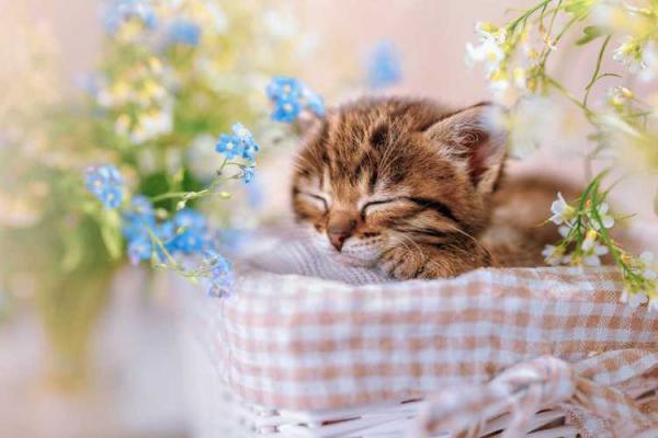 梦见猫抓蛇