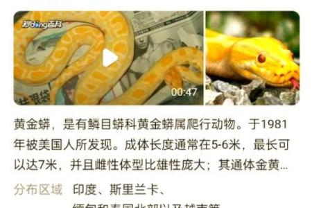 梦见2条蛇是什么预兆