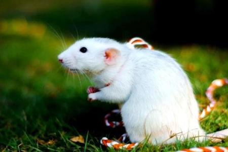 1984年属鼠女40岁后运气(1984年属鼠女40岁后运气84年的时候和81年的鸡)