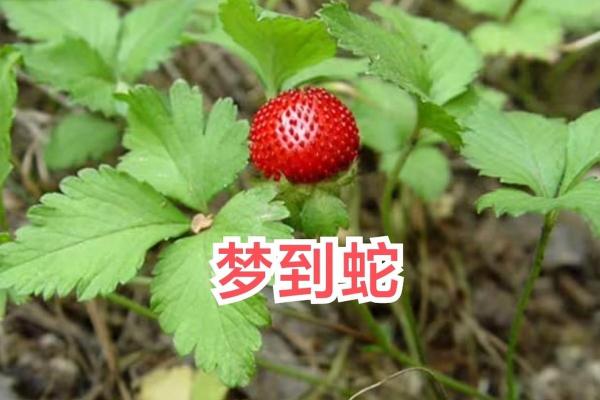 梦见各种蛇是什么预兆