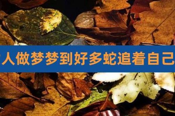 梦到有蛇在追我