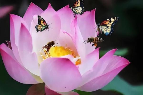 花飞蝶舞打一正确生肖 花飞蝶舞比喻什么生肖