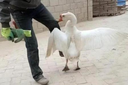 梦见被鹅追是什么意思