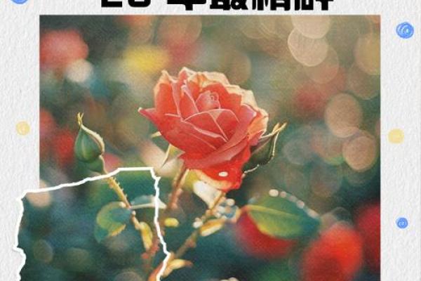 26年结婚吉日(26年结婚吉日)