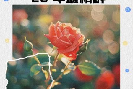 26年结婚吉日(26年结婚吉日)