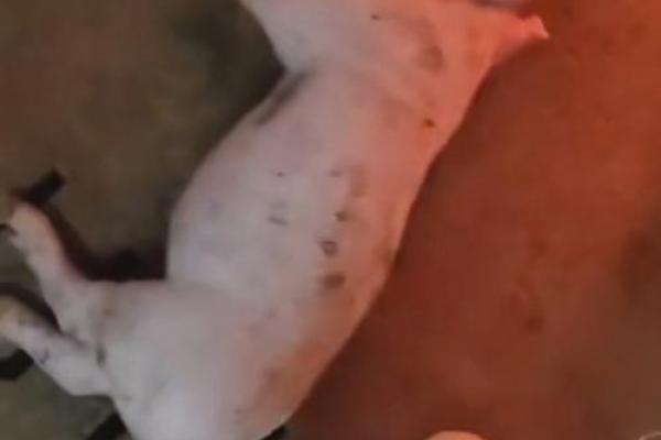 死猪不怕开水烫是什么生肖