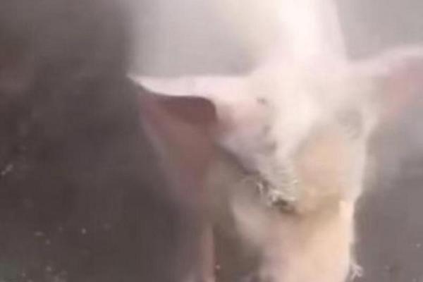死猪不怕开水烫是什么生肖