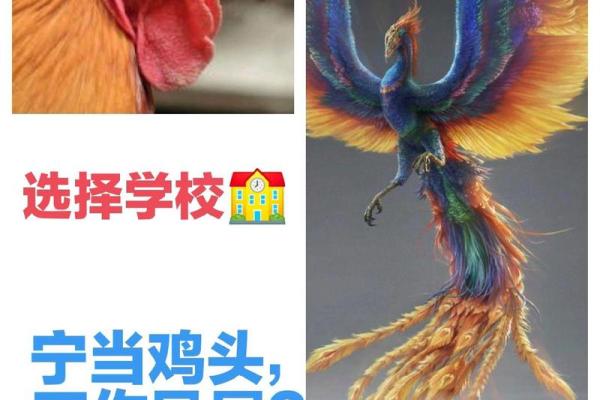 鸡头鸡尾指什么生肖