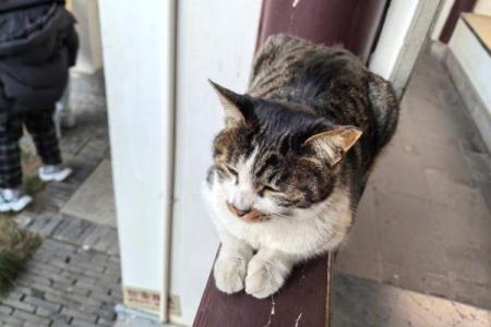 梦见猫和蛇互相撕咬