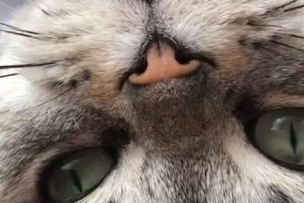 红口白牙是什么生肖