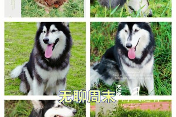 各霸一方代表什么生肖 各霸一方代表什么生肖