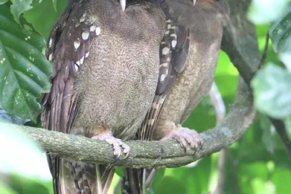 各霸一方代表什么生肖 各霸一方代表什么生肖