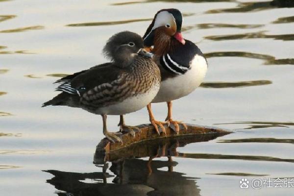 遇水叠桥打一生肖 遇水叠桥是什么动物 遇水叠桥打一生肖 遇水叠桥是什么动物