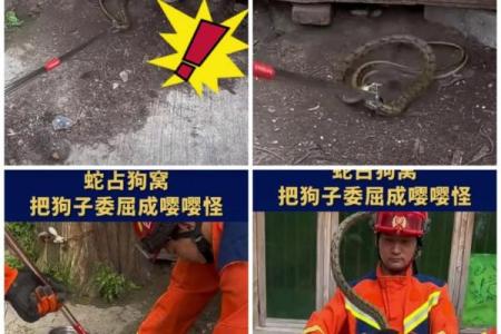 梦到抓蛇是什么意思